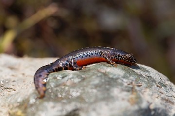 Male alpine newt, Ichthyosaura alpestris