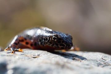 Head of a  alpine newt, Ichthyosaura alpestris