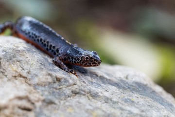 Male alpine newt, Ichthyosaura alpestris