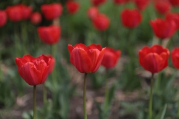Tulips from Belgrade - Serbia 