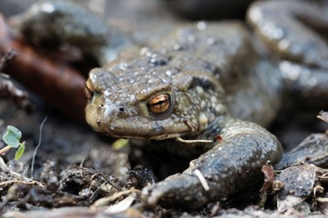 Portrait of a common toad