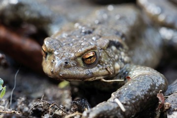 Portrait of a common toad