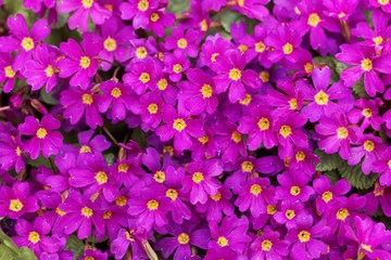 Pink flowers of Primula x pruhoniciana