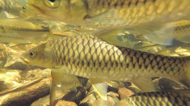 School of two species of fish swims in the lake - Slender rasbora (Rasbora daniconius) and Side-striped barb (Systomus pleurotaenia) endemic to Sri Lanka, Sinharaja Forest Reserve