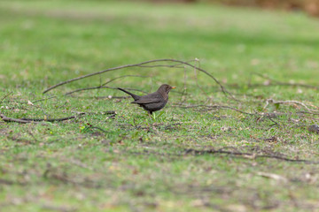 Blackbird (Turdus merula)