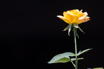 Yellow  rose flower