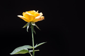 Yellow  rose flower