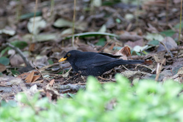 Blackbird (Turdus merula)