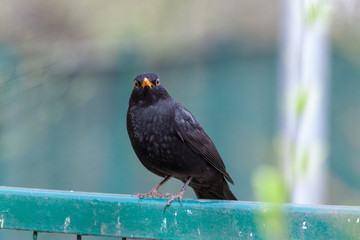 Blackbird (Turdus merula)