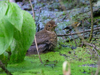 Blackbird (Turdus merula)