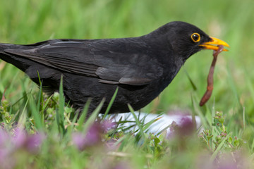 Blackbird (Turdus merula)