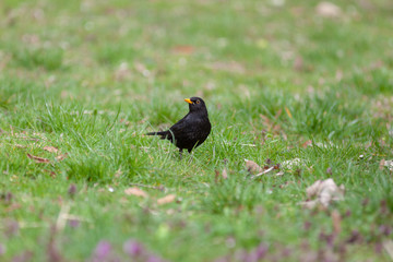 Blackbird (Turdus merula)