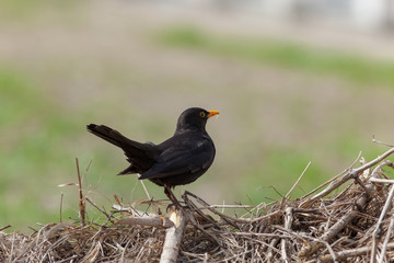Blackbird (Turdus merula)