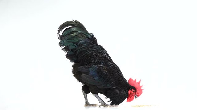 black rooster australorp (Gallus gallus) with dark green plumage pecks grain on white screen