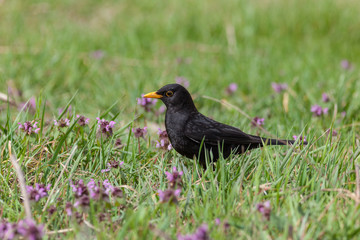 Fototapeta premium Blackbird (Turdus merula)