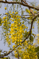 Small Yellow Flower or Cassia fistula flower