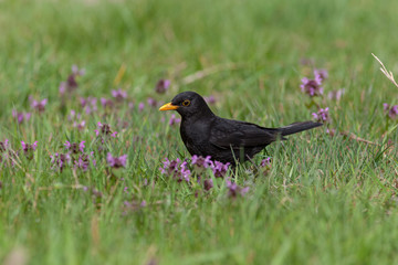 Blackbird (Turdus merula)