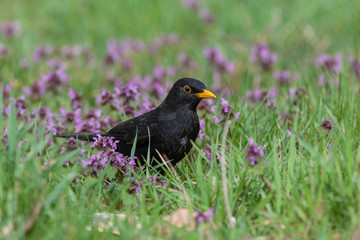Blackbird (Turdus merula)