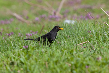 Blackbird (Turdus merula)