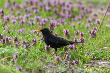 Blackbird (Turdus merula)