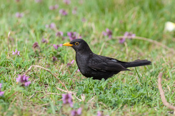 Blackbird (Turdus merula)
