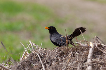 Blackbird (Turdus merula)