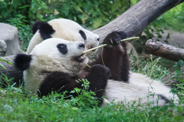 Obraz na płótnie Canvas Pandas lie and chew reeds