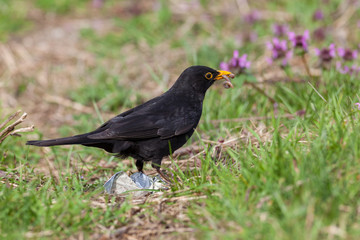 Blackbird (Turdus merula)