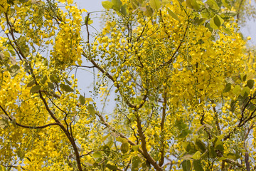 Small Yellow Flower or Cassia fistula flower