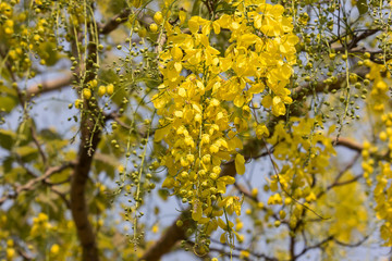 Small Yellow Flower or Cassia fistula flower