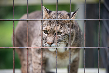 Rescued Bobcat Lynx in Cage © Russell Vance