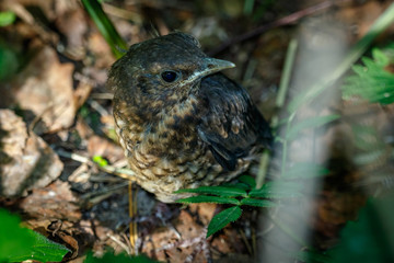 Blackbird (Turdus merula)