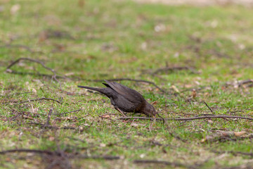 Blackbird (Turdus merula)