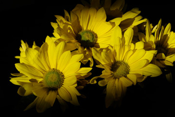 yellow flowers