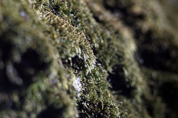Beautiful green moss on the floor, moss closeup, macro. Beautiful background of moss for wallpaper