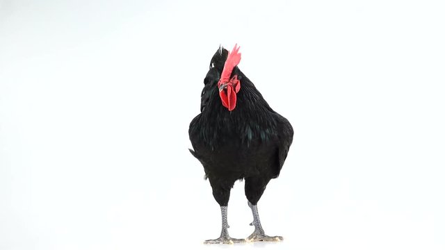 black rooster australorp (Gallus gallus) with dark green plumage rotation on white screen