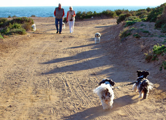 Two Shih Tzu dogs tied up with a leash running by themselves.