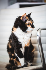 Black and Yellow Calico Cat