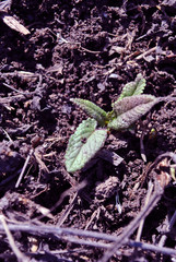 First spring sprouts of sage plant growing on background of black earth, top view