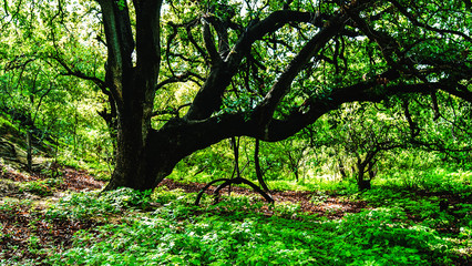 RESERVA DE LA BIOSFERA SIERRA LA LAGUNA, EN BAJA CALIFORNIA SUR, MÉXICO