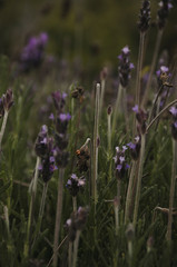 Lavender and bee