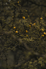 Yellow tree 