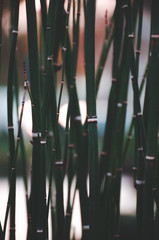 bamboo plant