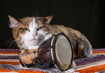 tricolor cat guards the Djembe drum on a colorful rug