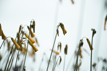 Minimalistic flowers