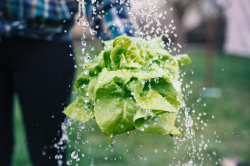 Hands holding fresh lettuce from small farm and washing vegetables.. Concept of agricultural. Young woman picking vegetables. Splash of water.