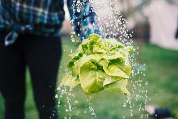 Hands holding fresh lettuce from small farm and washing vegetables.. Concept of agricultural. Young woman picking vegetables. Splash of water.