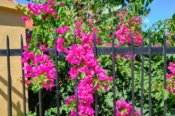 Scenic view of beautiful pink flowers on fence. Summer sunny look of flowers