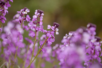 flora of Gran Canaria - Erysimum albescens