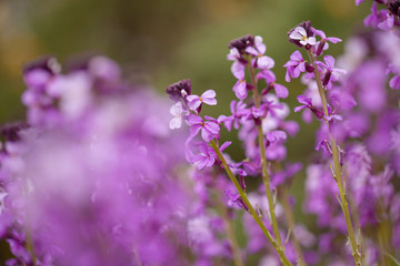 flora of Gran Canaria - Erysimum albescens